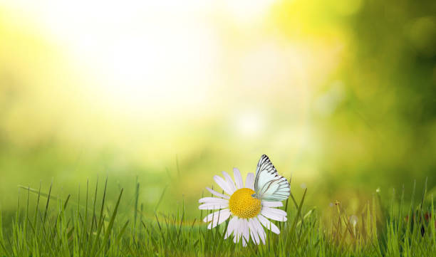istock Beautiful camomile daisy flowers 1389127271
