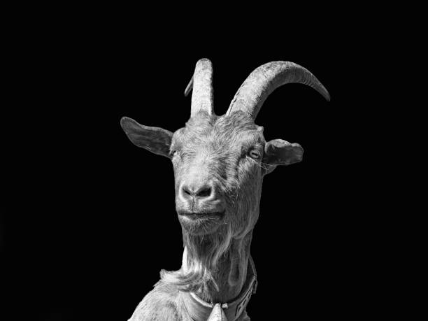 istock Goat close-up in black white 1389128125