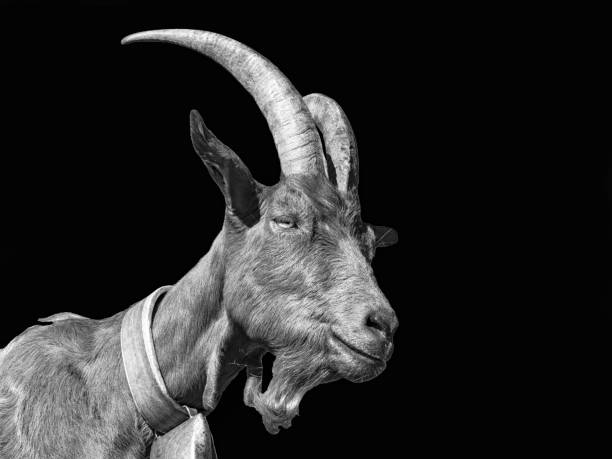 istock Goat close-up in black white 1389128130
