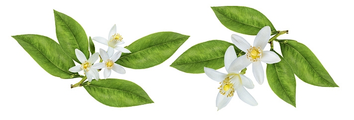 Lemon flower isolated on white background