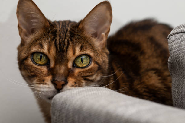 istock Brown striped Bengal cat startlingly looks into the camera 1389128319