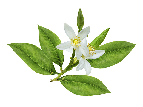 Lemon flower isolated on white background