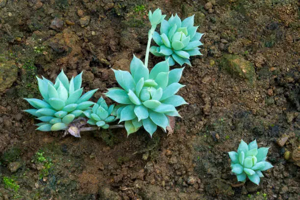 Photo of thick, fleshy and engorged outdoor succulent plants