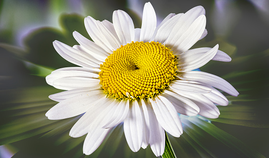 A moody rustic close-up of a white Daisy with a black background