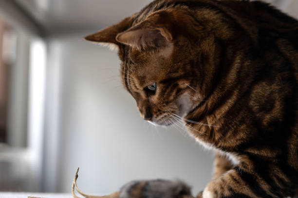 istock Brown striped Bengal cat plays with toy mouse 1389129668