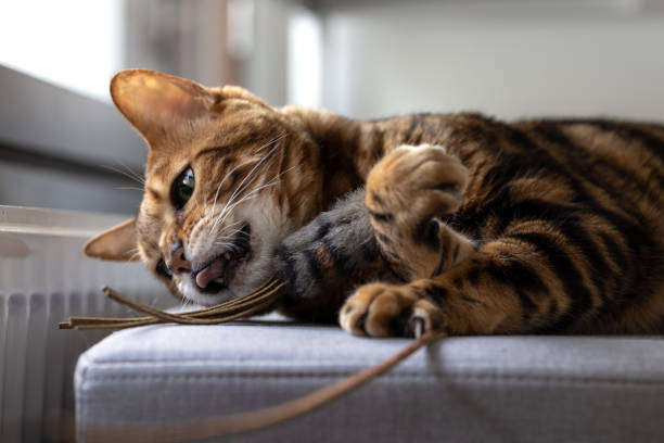 istock Brown striped Bengal cat plays with toy mouse 1389129669