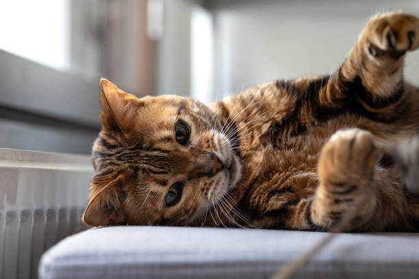 istock Brown striped Bengal cat plays with toy mouse 1389129758