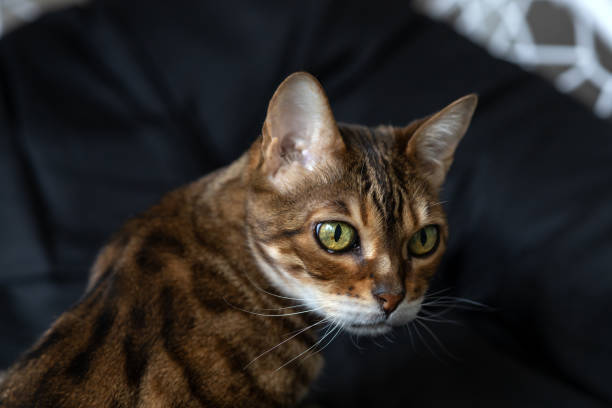 istock Muzzle of brown striped Bengal cat clearly detail 1389130561