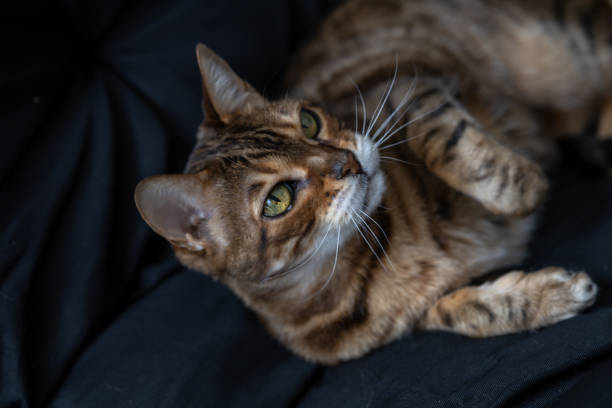 istock Brown striped Bengal cat plays 1389130562