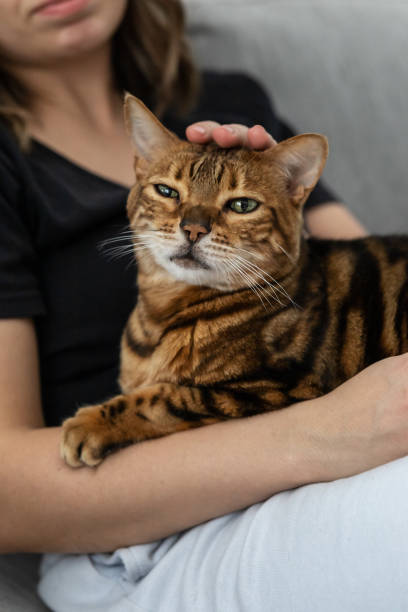 istock Mistress strokes her beautiful striped Bengal cat 1389130718