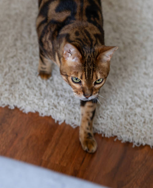 istock Brown striped Bengal cat in the home environment 1389130720