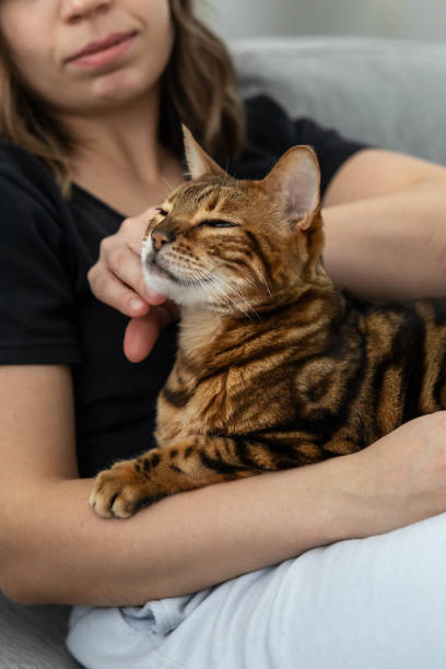 istock Mistress strokes her beautiful striped Bengal cat 1389130759