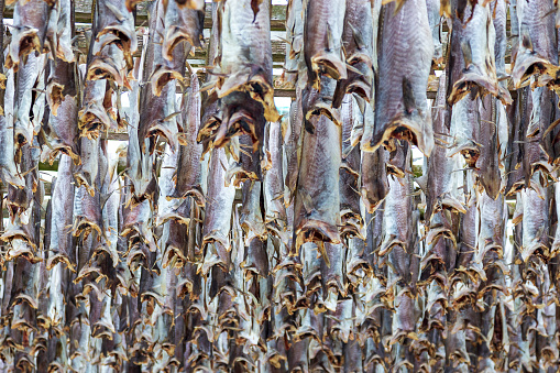 Fish  drying racks with cod near Hoydal. Lofoten islands Norway