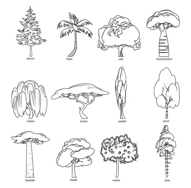 Vector illustration of Black And White, Flat green trees vector illustration set. Pine, spruce, maple, poplar, acacia, birch, oak, brachychiton, willow, palm, baobab, rowan, tree icons. Nature concept