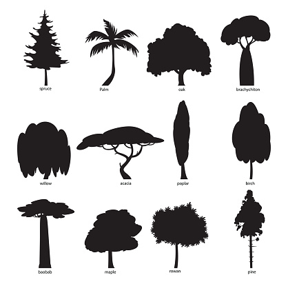Vector Tree silhouette set. Pine, spruce, maple, poplar, acacia, birch, oak, brachychiton, willow, palm, baobab, rowan, tree icons. Nature concept.