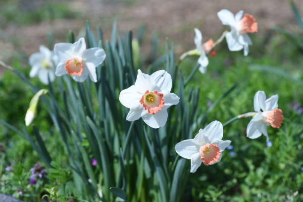istock Wild daffodil flowers. 1389133156