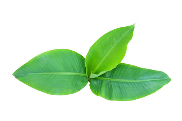 istock Top view Banana green tree on isolated 1389133227