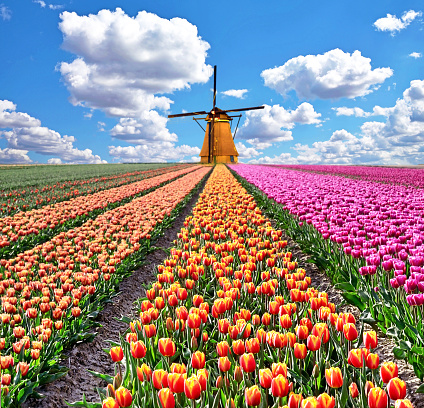 Hermoso paisaje mágico de primavera con un campo de tulipanes y molinos de viento en el fondo de un cielo nublado en Holanda. Lugares encantadores. photo