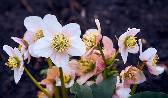 Blooming anemone flowers in the spring forest