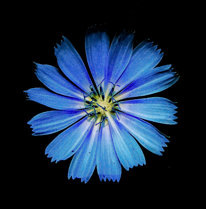 Beautiful Blue flower on black background
