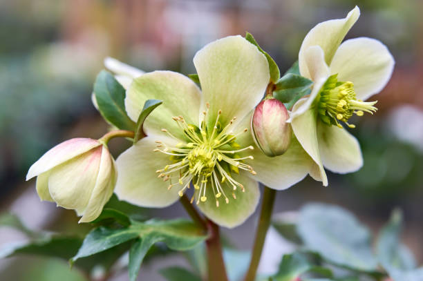 white and pink white Christmas Rose flowers close-up. Helleborus Niger (black hellebore) flowers close-up. early spring flowers. spring floral background. light background black hellebore stock pictures, royalty-free photos & images