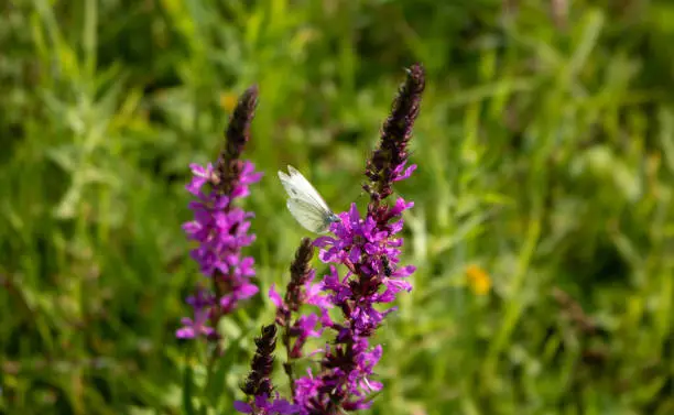 A white butterfly on a purple-lilac meadow flower.