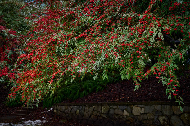 Cotoneaster watereri (cotoneaster coriaceus) bushes with bright red berries and green leaves. Ornamental garden Cotoneaster bushes. Bright natural background. Winter garden cotoneaster horizontalis stock pictures, royalty-free photos & images