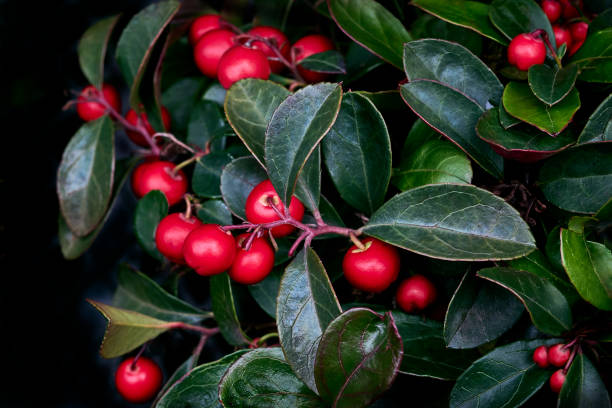 bayas rojas brillantes y hojas verdes brillantes de gaultheria procumbens primer plano. - wintergreen fotografías e imágenes de stock