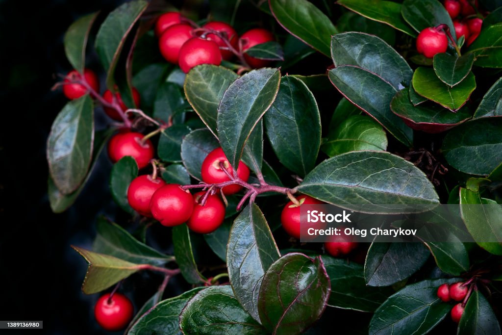 Bright red berries and shiny green leaves of Gaultheria procumbens close-up. evergreen low growing plant (Checkerberry, Wintergreen, eastern teaberry). natural garden background Gaultheria Stock Photo
