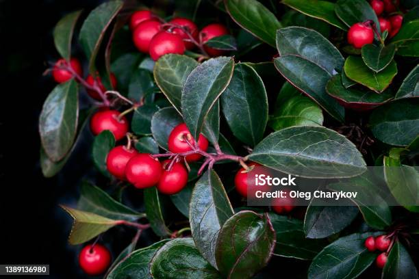 Bright Red Berries And Shiny Green Leaves Of Gaultheria Procumbens Closeup Stock Photo - Download Image Now