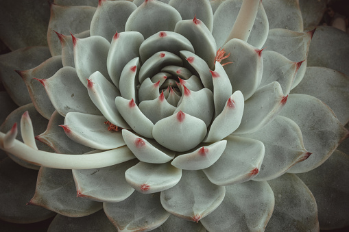 Close-up view of echeveria succulent rosette of light-green leaves. A backing with succulent flower for branding, calendar, postcard, screensaver, wallpaper, poster, banner, cover, website. A place for your design or text. High quality photography