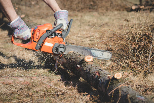 istock Foreman in work clothes cuts a dry tree with a chainsaw for later processing. Woodcutting in the forest. Close-up of chainsaw at work. Sawdust flies out from the chain. Work day in nature and at sun 1389138322