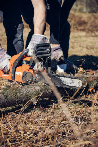 istock Foreman in work clothes cuts a dry tree with a chainsaw for later processing. Woodcutting in the forest. Close-up of chainsaw at work. Sawdust flies out from the chain. Work day in nature and at sun 1389138327