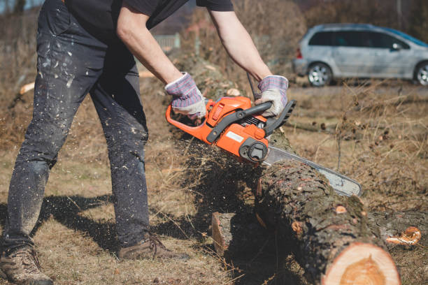 istock Foreman in work clothes cuts a dry tree with a chainsaw for later processing. Woodcutting in the forest. Close-up of chainsaw at work. Sawdust flies out from the chain. Work day in nature and at sun 1389138329