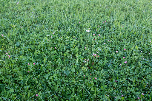 Field of mown green grass, top view. The texture of the mown green grass, close up. Background from trimmed lawn for post, screensaver, wallpaper, postcard, poster, banner, cover, website. High quality photo
