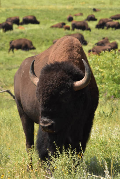 istock Bison in the Foreground and Herd in the Background 1389139592