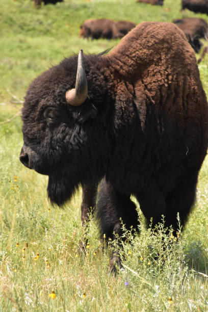 istock Young Bison With his Head Turned Away 1389139789
