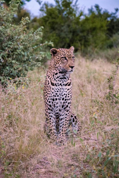 leopardo durante la puesta de sol en la reserva natural privada klaserie parte del parque nacional kruger en sout áfrica, leopardo durante el polvo - leopard kruger national park south africa africa fotografías e imágenes de stock