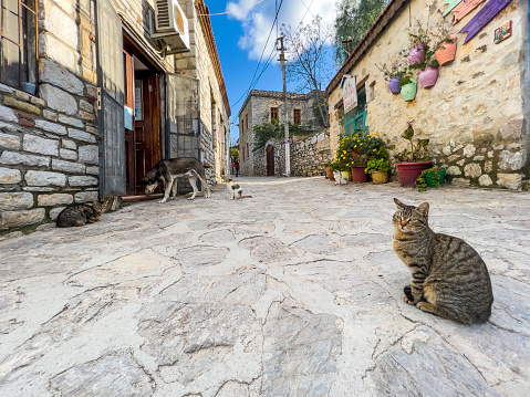 Cute stray cats in Old Datca, Turkey. Playful and lovely fellows. Humans best friends. Animal theme background with large natural space for additional text message. Fluffy pets in nature posing for the camera.