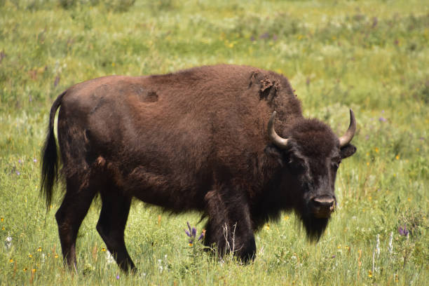 istock Summer with a Buffalo in a Large Field 1389140722