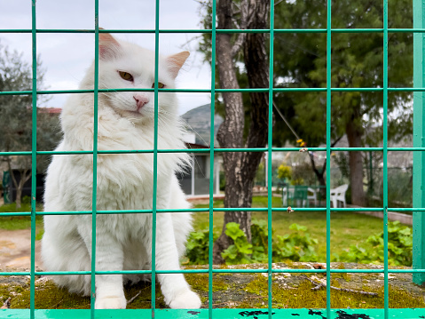 Cute stray cats in Old Datca, Turkey. Playful and lovely fellows. Humans best friends. Animal theme background with large natural space for additional text message. Fluffy pets in nature posing for the camera.