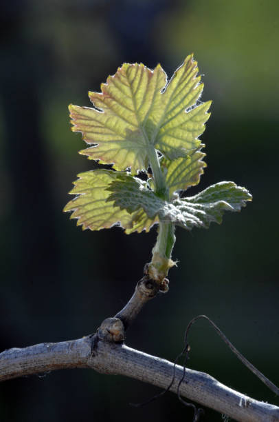 istock Vine bud in Gironde 1389140940