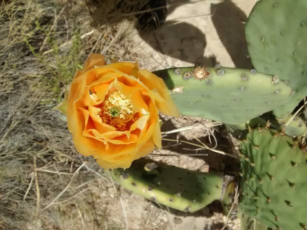 nopal en flor - single flower flower desert new mexico fotografías e imágenes de stock