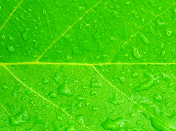 istock Close up a leaves texture with dew 1389142033