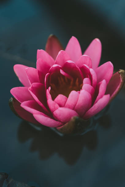 istock Pink water lily flower on a dark water background. 1389142441