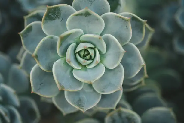 Echeveria elegans, the Mexican snow ball, Mexican gem or white Mexican rose. High quality photo