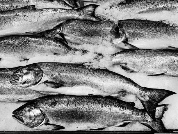 Fish On Ice