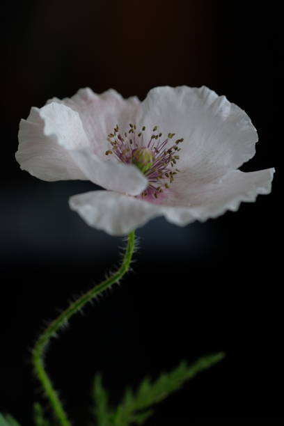 istock One white poppy on a black background 1389143423