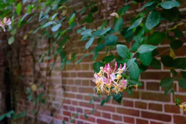 Hampshire, England - July 26, 2021: a vigorous honeysuckle grows against this red-brick wall in summer.