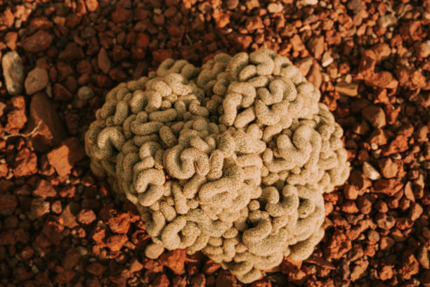 imagen de primer plano de brain cactus o mammillaria elongata cristata en jardín botánico - mammillaria cactus fotografías e imágenes de stock
